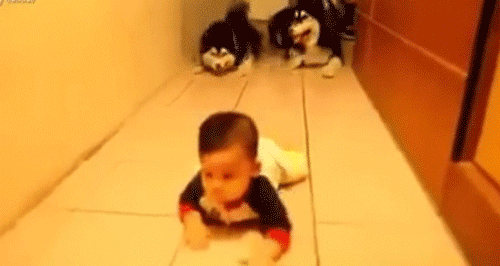 赤ちゃんの護衛は2匹のマラミュート犬。匍匐前進でハイハイする赤ちゃんをがっちりガード