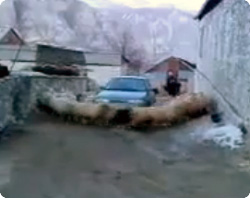 【動画】車のまわりを円陣組んだ羊がくるくるサイクロン。これどんな嫌がらせ？