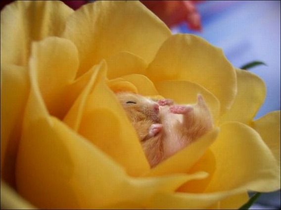hamsters_03