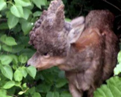 頭が岩状に膨れ上がった鹿が民家の庭先で発見される（スウェーデン）