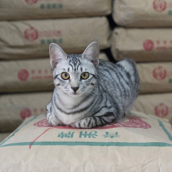 まるで店主のように店の中に猫がいる風景。香港の店にいる猫たちの写真