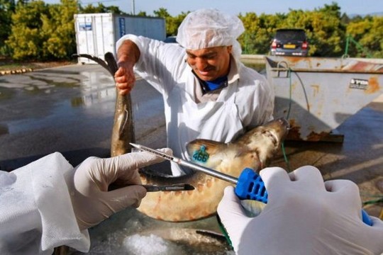 1258610565_how_black_caviar_is_made_08