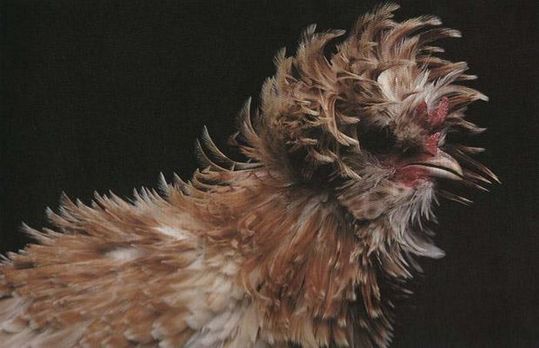 Unusual-hen-02