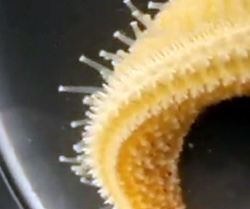 ヒトデ