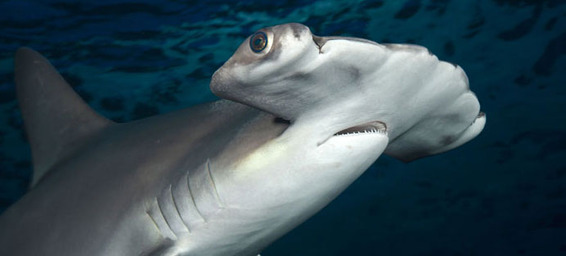 海の中の多様性が丸わかり。水中生物写真家がとらえたイキイキ水中生物たち