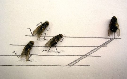 dead_flies_01