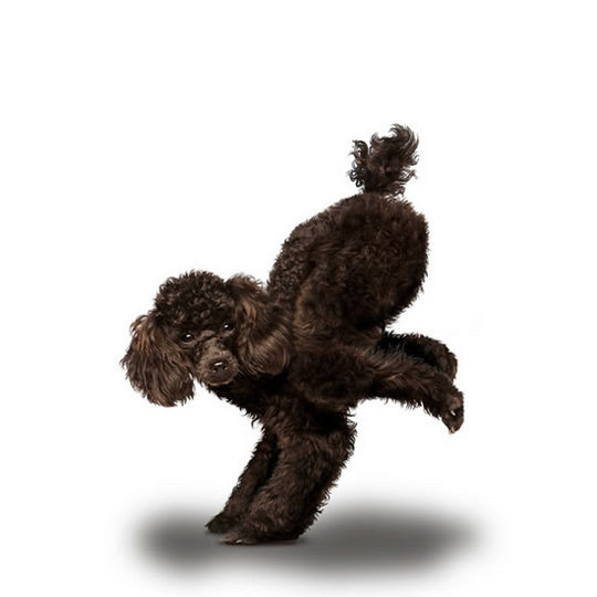 yoga-dogs8