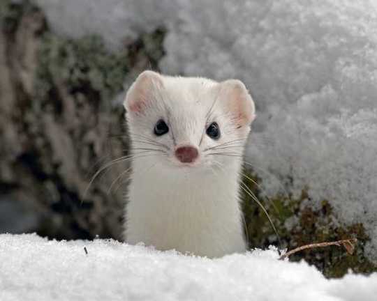 snow-weasel-