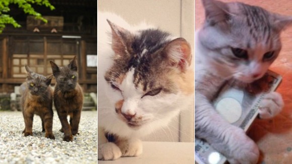 猫の裏社会、にゃん侠道を究めたっぽい風情のヤクザ猫たちの写真特集