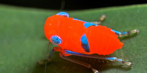 鮮やかレッドにターコイズブルーでちょっと透明。目を疑うし目がチカチカする昆虫、「レッド・リーフホッパー」