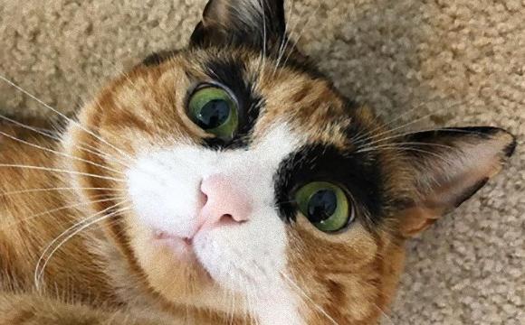太眉流行続行中やしぃ。眉毛チャーミングな猫リリーさんもついに3歳。近況報告しちゃうぞ。
