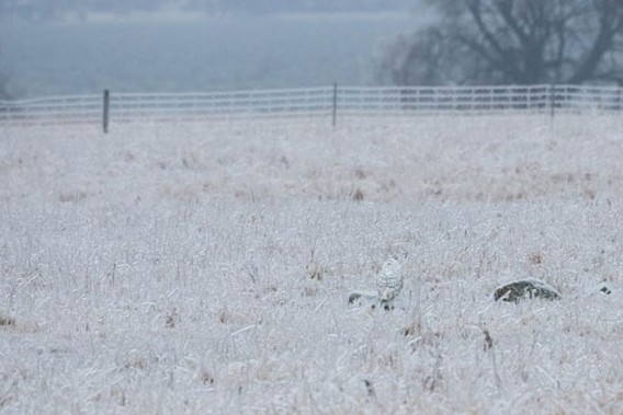 camouflaged_owls_21_e
