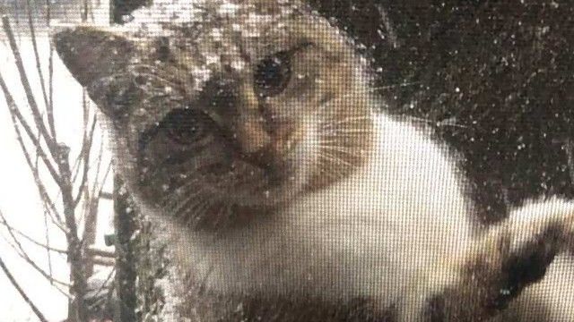 雪の日にやってきた野良猫たち、心優しい人々の手助けを得て無事に里親が決まる。