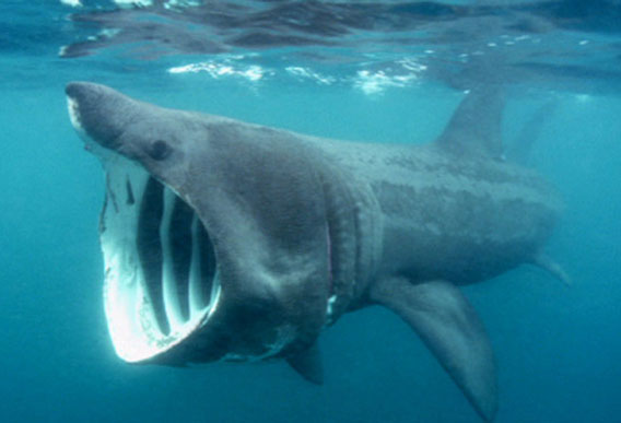 basking-shark