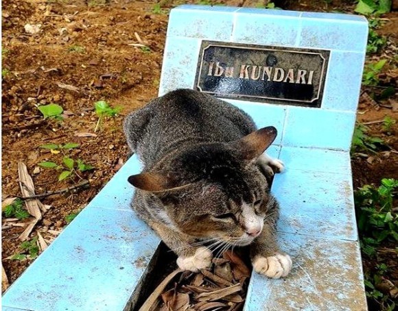 大親友がここにいるの。今は亡き飼い主の墓から離れようとしない猫（インドネシア）