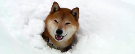 今、関東甲信越が寒い！一方柴犬のジローさんは？