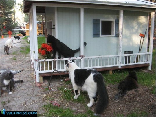 cat-rancho-19