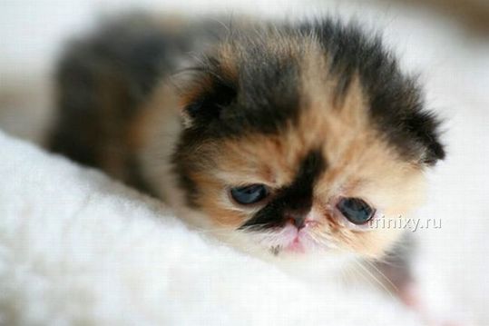 adorable_tiny_kitten_04