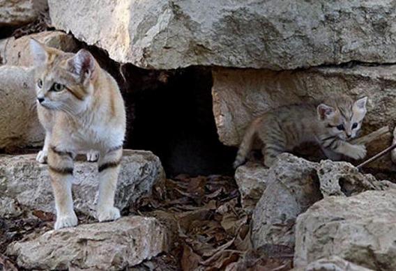 sand_cat_kitten_09