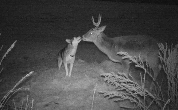 ハスキー犬と鹿が深夜に密会していた件(カナダ)