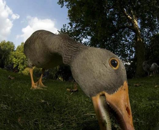 a-goose-checks-out-the-camera_0