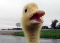 どこまでもついてくる。自動追尾機能を搭載したアヒルの子ども