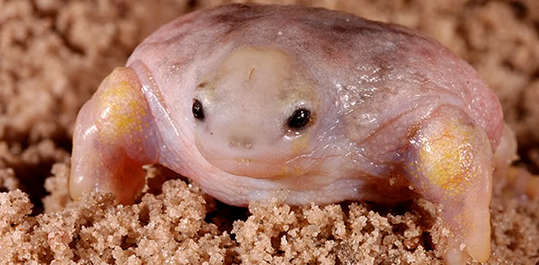TurtleFrog