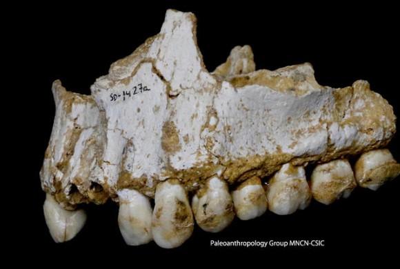 ネアンデルタール人の歯から抗生物質・鎮痛剤・ベジタリアン食の痕跡が発見される
