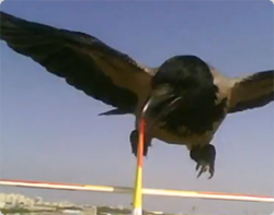 バードアタック！！ラジコン飛行機に果敢にアタックを仕掛けるワタリガラス