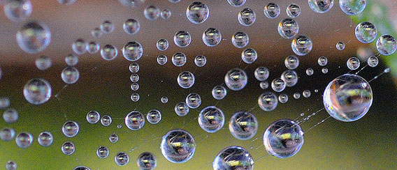 水滴の中の小さな地球。宝石を纏った生命体の美しい画像