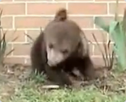 コグマのヘッドバンギング能力の高さは異常