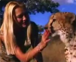 ひるむな！前に出ろ！！野生のチーターの群れに動じることなく力関係を悟らせ手懐けるすご腕の女性