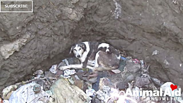 animalaid5
