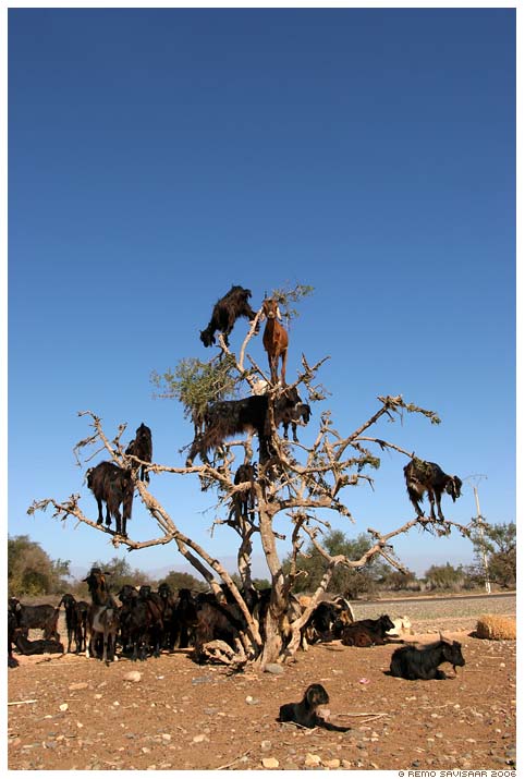 tree_goats1