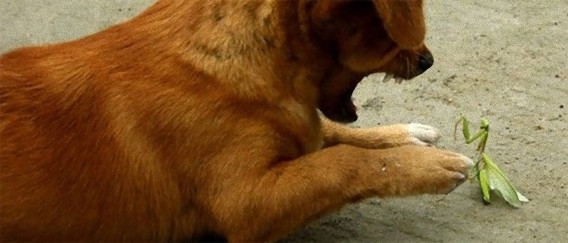 カマキリと遊びたかった子犬、うっかり息の根を止めてしまうも最後まで一緒に