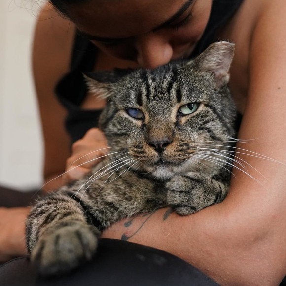 それでも誰かを愛したい。飼い主亡き後捨てられた猫、持ち前の人懐っこさで新たなる飼い主が見つかる（アメリカ）