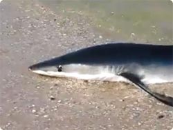 「ちょっとオレのこと忘れてない？」人間たちに存在感をアピールしにきたサメ