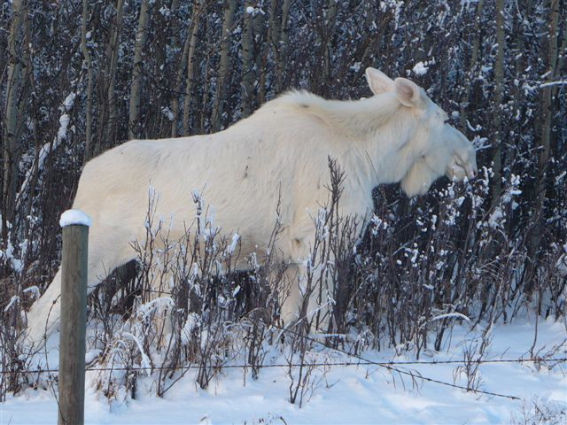 albino-26