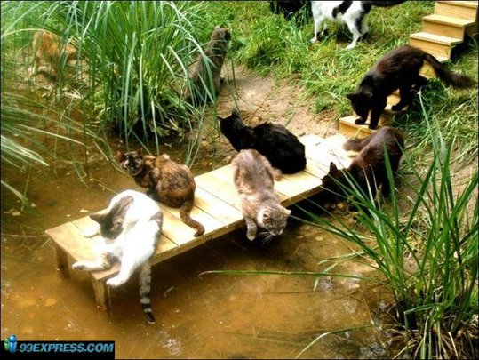 cat-rancho-28