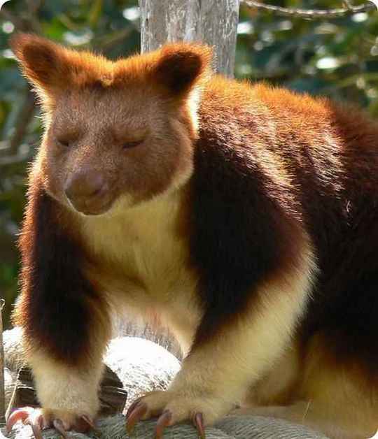 odd-animals22