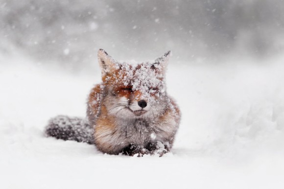寒空の中、体に雪を纏いながらも、暖かい表情を見せるアカギツネのコン！