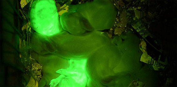 暗闇で光るウサギを誕生させることに成功、クラゲのDNAを利用（トルコ研究）