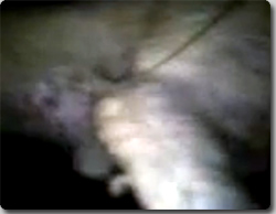 日本でも発見された！？翼のある猫