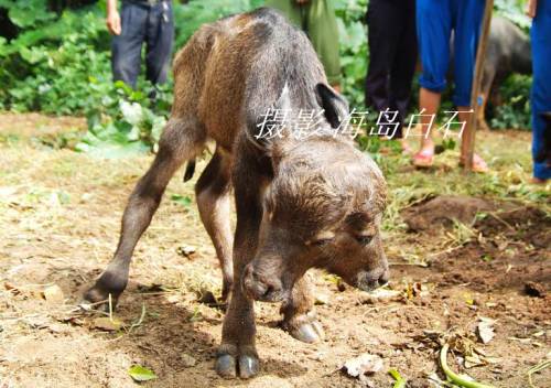 calf-011