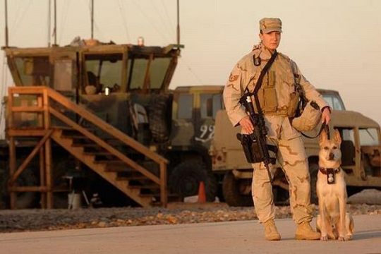 dogs_in_army_19
