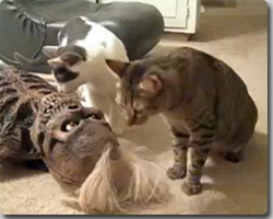 猫は人魚のミイラが嫌いらしい