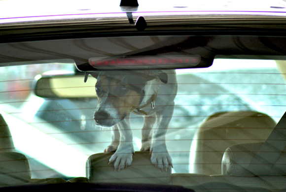 熱がこもった車の中に閉じ込められている犬を救出することが合法に（カリフォルニア州）