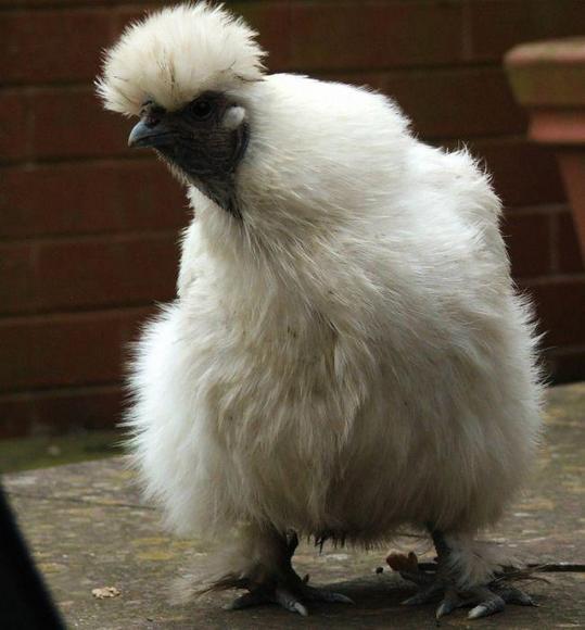animals_77_19