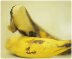 まるで生きているみたい、『呼吸するバナナ』