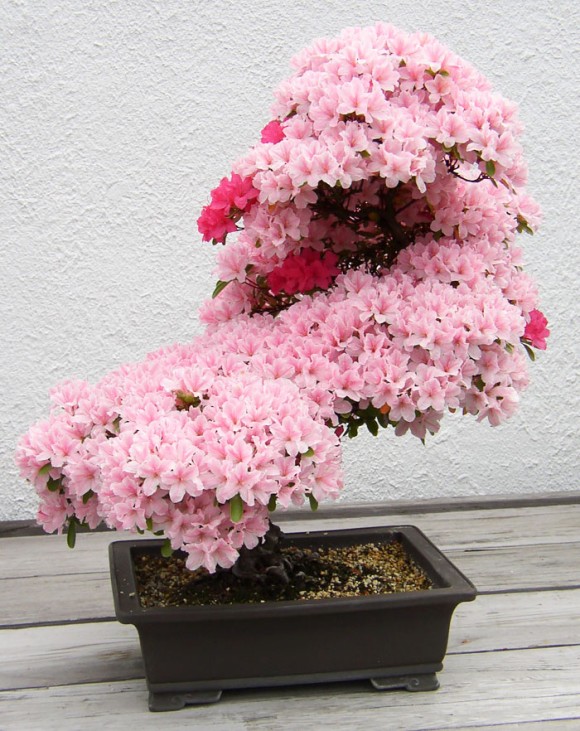 海外での盆栽ブームは急加速。更なる浸透を見せる日本の伝統文化「盆栽　- BONSAI -」